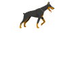 Doberman Doberman Cadeau