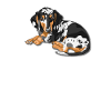 Dapple Dachshund