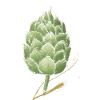 Hops