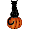 Black cat on a pumpkin