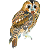 Tawny owl