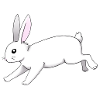 weißer Hase