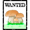 Wanted, Steinpilz, Herrenpilz, Röhrling Schwammerl
