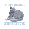 Britisch Kurzhaar Katzen