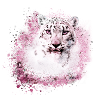 snow leopard,cat,leopard,white,wildcat