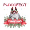 Chat Noël