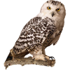 Snowy owl