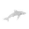 Whitetip deep-sea shark