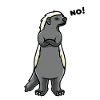Honey Badger Ratel Mustelidae