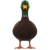Duck front view