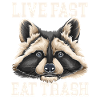 Raccoon Raccoons animal marsupial