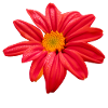 Flower flower red flowering floral floral floral pattern