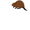 Beaver saying