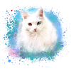 Persian cat,cat,ragdoll,siam cat