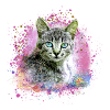 katze,katzenbaby,graffiti,malerei,bunt,hauskatze