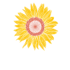 Sunflower Garden Plant Natural Sun