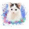 kätzchen,katze,katzenbaby,graffiti,malerei