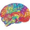 Brain