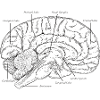 Brain