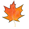 Maple leaf