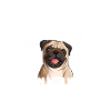 Pug Pug gave