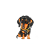 Teckel Cadeau Teckel