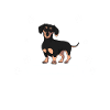 Dachshund Dachshund Gift