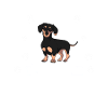 Dachshund Dachshund Gift