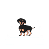 Dackel Dackel Geschenk