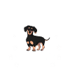 Dackel Dackel Geschenk