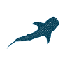 Requin-baleine