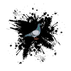 Pigeon pigeon fancier pigeons pigeons