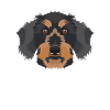 Smiling rough-haired dachshund
