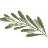 Branch Olive Branch Flower