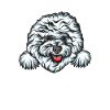 Bichon Frise
