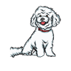 Bichon Frise
