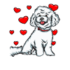 Bichon Frise