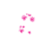 Branche des fleurs de cerisier