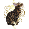 Bengal Cat