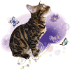 Bengal Cat