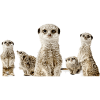 Erdmännchen