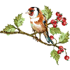 Bunter Vogel
