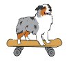 Aussie Skateboard Love Australian Shepherds