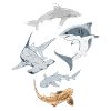 Sharks