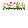 Tulips Spring Flower