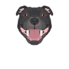 Staffordshire Bull Terrier souriant