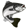 Pêche à la perche rayée
