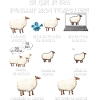 Mouton humour passion élevage ovins