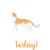 Cat Pet Cats