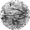 Vogel